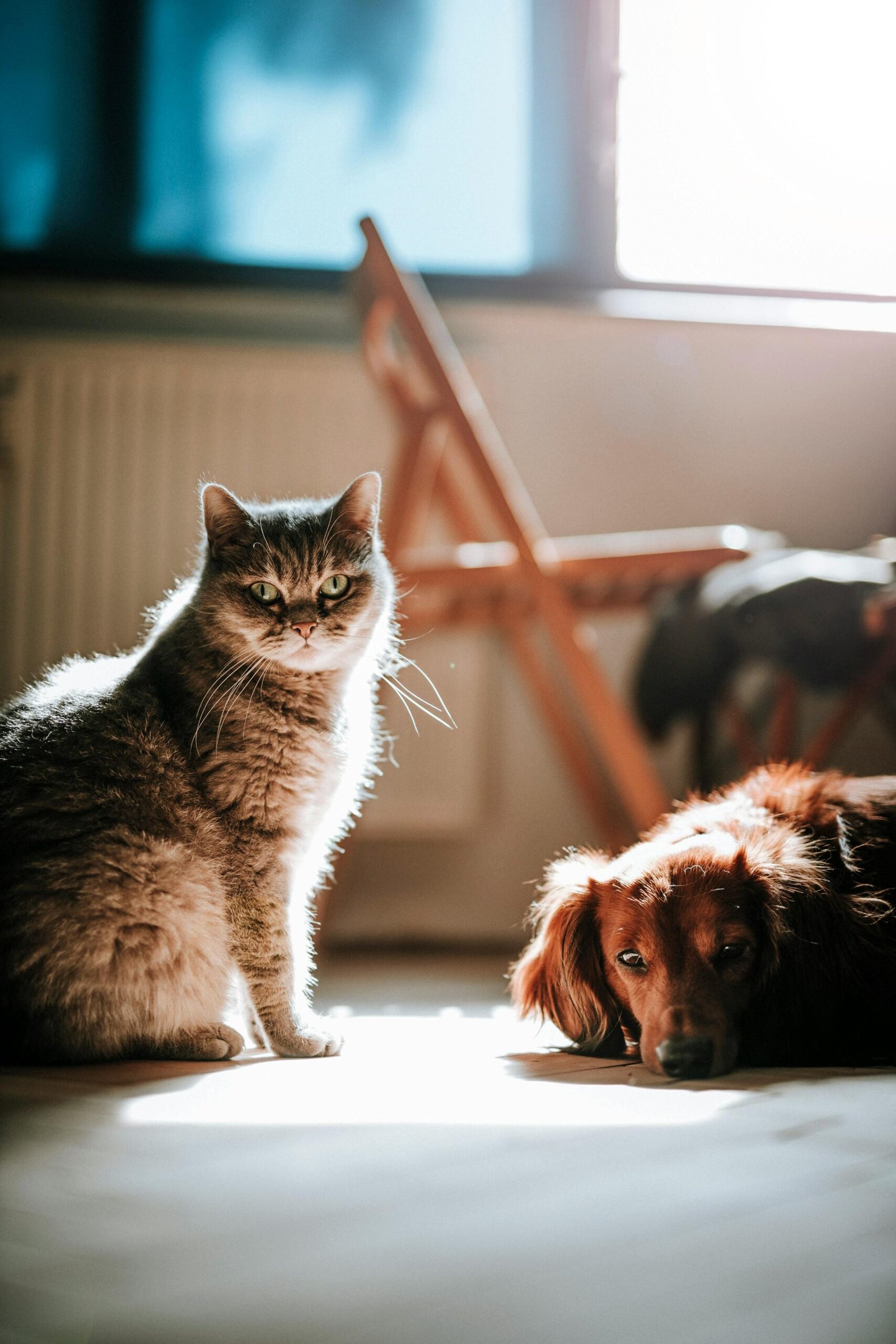 pexels photo 4214919 4214919 A serene photo of a cat and dog basking in sunlight indoors, creating a peaceful atmosphere.